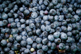 Pancake Blueberry Lemon: Kombinasi Segar Buah Blueberry dan Aroma Lemon yang